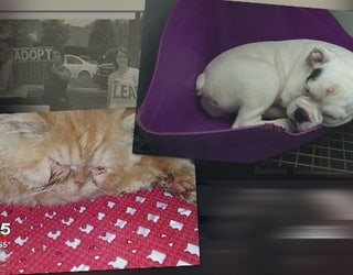 Petland_Sues_Protester_0_20151121011659