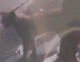 Police Man Arrested For Kicking Cat In Viral Video