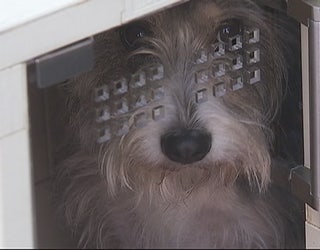 Curbside_dog_kennels_7_20151130223237-402970