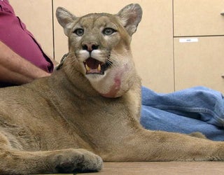 Cougar-surgery-02_1441832057308-401385.jpg