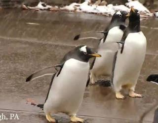 Adorable_penguinparade_at_Pittsburgh_Zoo_3_20181207184014-401385