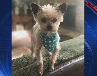 P BUCKHEAD STOLEN DOG 10P _00.00.04.03_1547268285998.png.jpg