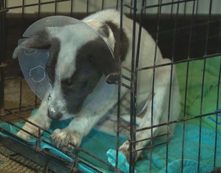 P ALLEGED PUPPY ABUSE 11P_00.01.16.04_1559792728673.png.jpg