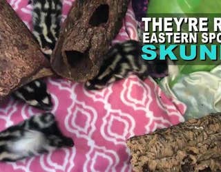 Five_orphaned_skunks_rescued_by_Owl_s_Ne_0_20170719215049-401385
