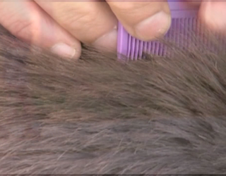P SUPER LICE 5P_00.00.50.06_1440550507108.png
