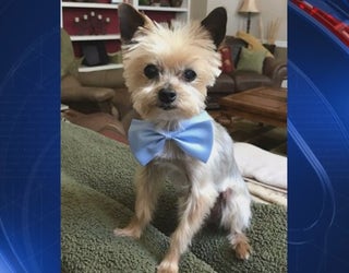 P BUCKHEAD STOLEN DOG 10P _00.00.11.02_1547268288527.png.jpg