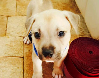 Puppy_1445346025142-401385.jpg