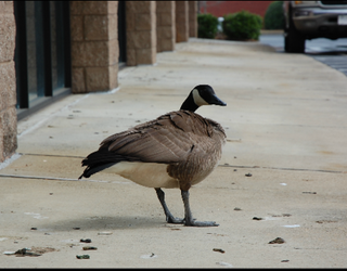 goose needs help_1488325329541.PNG