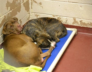 Zeus and Athena 1_1447952674243.jpg