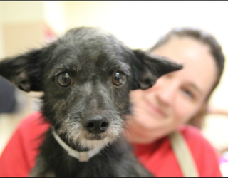 Adopt a pet_1504277589271.PNG