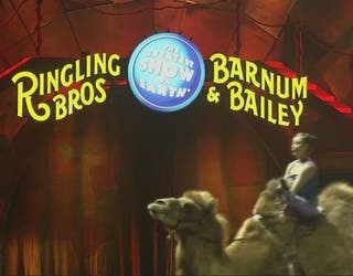 circus_1484580423967-401385.jpg