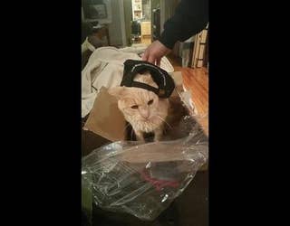 CatBucketList3_1450148654008-401720.jpg