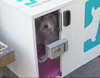 Curbside_dog_kennels_0_20151130223240-402970