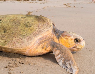 20170523_LoggerheadTurtleReturn_016_1496663117278-402429.jpg