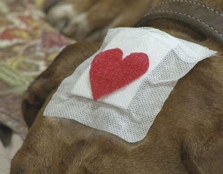 Dog shot 2-401385
