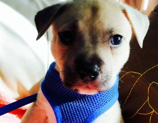puppy 2_1445346078813-401385.jpg