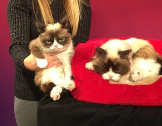 grumpy5_1449605932293-405538.JPG