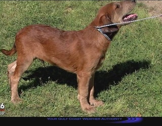 6_month_old_puppy_found_with_muzzle_tape_1_20160405024050-408795