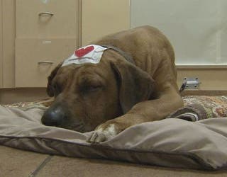 Dog shot 3-401385