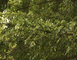 Chinese elm leaves_1476308116972.png
