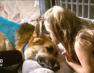 World_rallies_behind_dog_who_saved_girl__3_20160514033249-401385