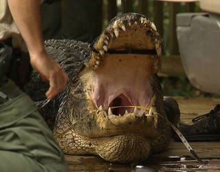blue-spring-alligator_1445293709823-402429.jpg