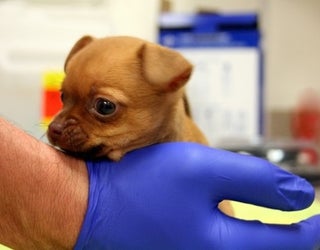 puppy2_1452213545367-405538.jpg