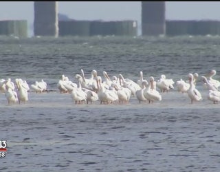 White_pelicans_arrive_in_big_numbers_4_20181127222128-401385