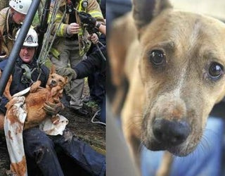 dog rescued from well_1483551546435.jpg
