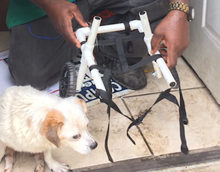 P PETS FOR LIFE PROGRAM_00.00.51.00_1502999399686.png