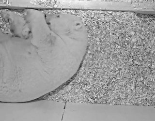 ADORABLE_NEW_FOOTAGE_OF_POLAR_BEAR_CUB__VO___ATCIIZD.00_00_06_36.Still002_1546122900403-401385.jpg