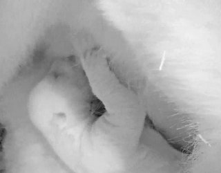 ADORABLE_NEW_FOOTAGE_OF_POLAR_BEAR_CUB__VO___ATCIIZD.00_00_16_21.Still001_1546122900569-401385.jpg