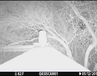 Baby_owl_caught_on_camera_in_Arizona_0_20190517174952-403440