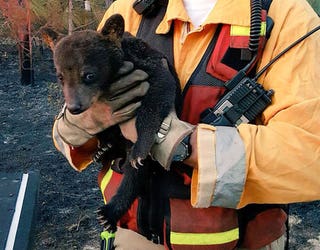 CUB-4_1460076169902-402429.jpg