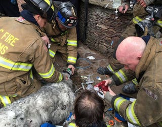 DogRescuedDCHouseFire6_1484610172910-401720.jpg
