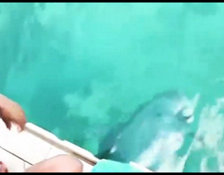 Dolphin3_1443710380354-401096.PNG