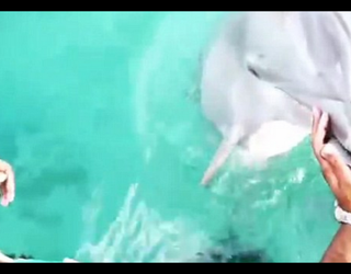 Dolphin4_1443710380423-401096.PNG