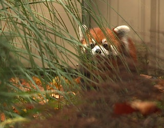 ENDANGERED_RED_PANDA_CUBS_DEBUT_AT_ZOO__VO___KCPQ112320183.mp4.00_00_24_01.Still001_1543114946897-401385.jpg