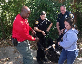 FWC-FSU-bear1_1476324267267-402429.jpg