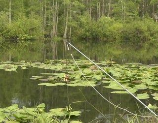 Gator_1530495772585-401385.jpg