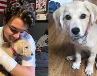 KSAZ dog found after crash_1561575587280.jpg-408200.jpg