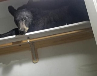 MCSO_SLEEPING_BEAR_MONTANA_1_062119_1561153528827-402970.jpg