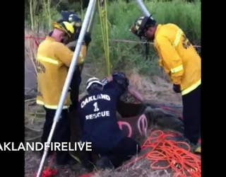 Oakland_firefighters_rescue_goat_from_de_0_20190623202104-405538