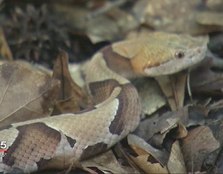 Officials_say_number_of_snake_bites_on_t_0_20180531025718