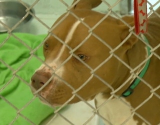Ormond-Beach-pit-bull-dog-attack1_1485382468562-402429.jpg