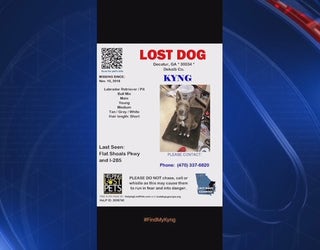 P ACCIDENT MISSING SERVICE DOG 5P _WAGA54c2_146.mxf_00.01.44.15_1542868045086.png.jpg