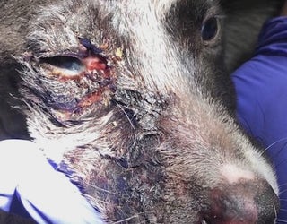 P ALLEGED PUPPY ABUSE 11P_00.01.24.01_1559792728450.png.jpg