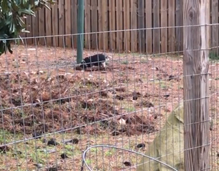 P BUCKHEAD PIG ON THE LOOSE 10P _00.00.14.17_1488254269513.png