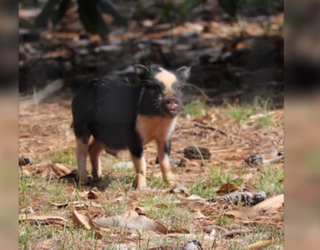 P BUCKHEAD PIG ON THE LOOSE 10P _00.01.36.29_1488254267690.png
