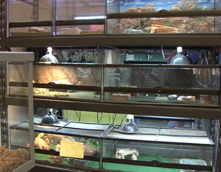 land and sea exotic pets